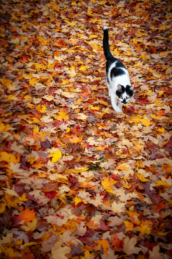 Loki in the leaves by Kate Brogdon