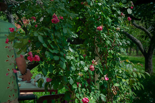 Setting up lunch in the garden by Kate Brogdon