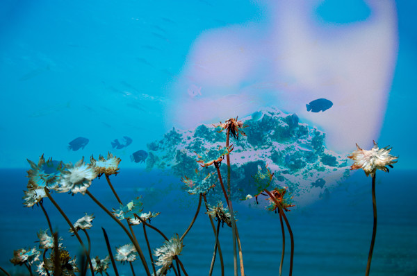 Flowers in the ocean by Kate Brogdon