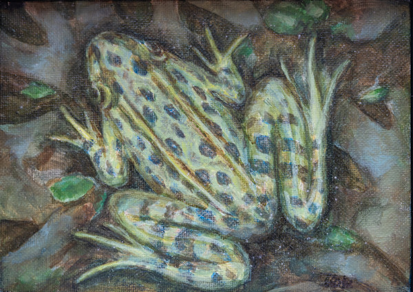 Leopard tree frog by Kate Brogdon