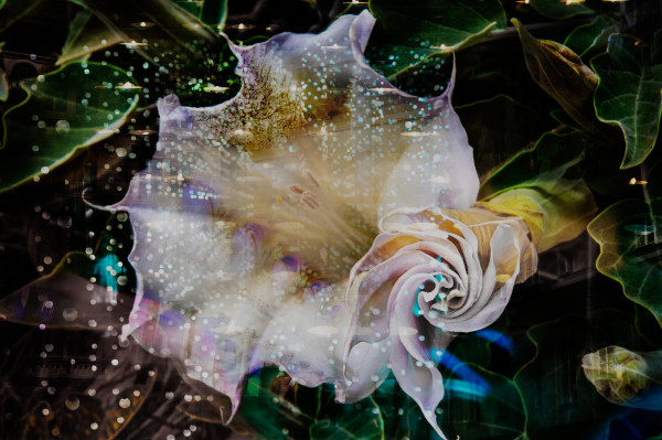 Sacred datura with candles by Kate Brogdon