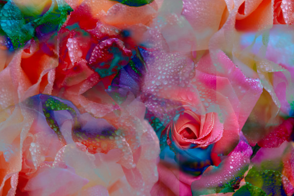 Piles of wet roses by Kate Brogdon