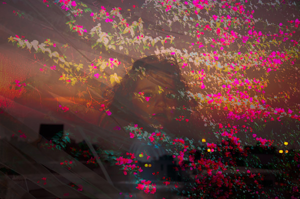 Bougainvillea sunset by Kate Brogdon