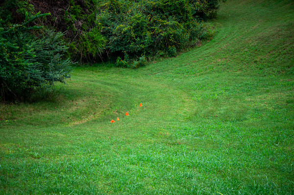 Grass marked by Kate Brogdon