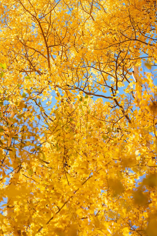 Autumn // 4 by Dylan James Lockard