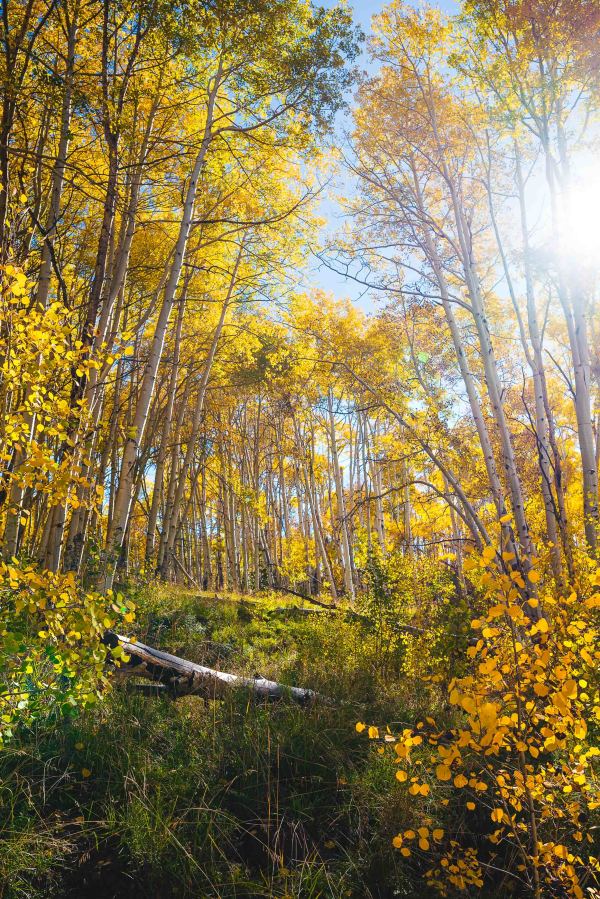 Autumn // 1 by Dylan James Lockard