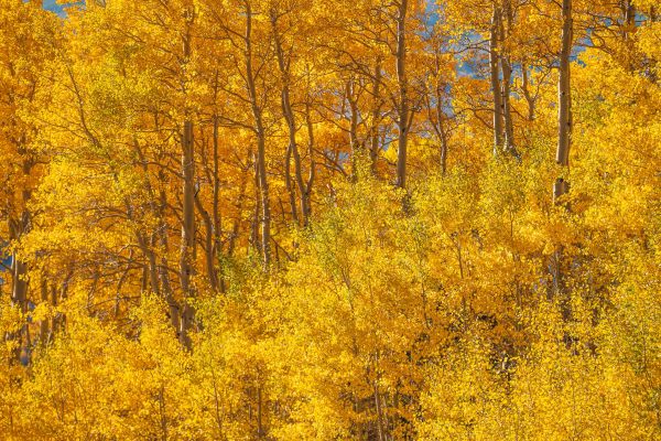 Autumn // 6 by Dylan James Lockard