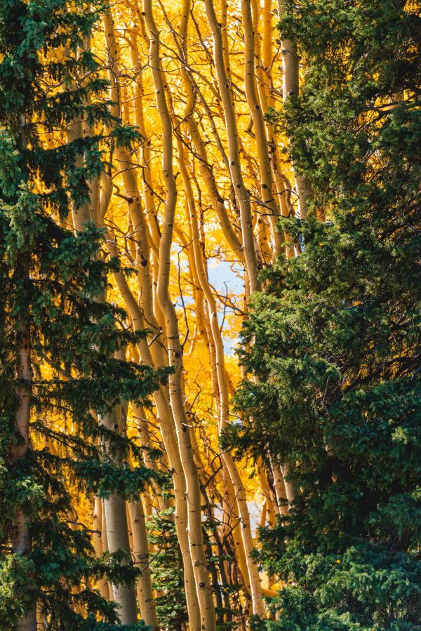 Autumn // 5 by Dylan James Lockard