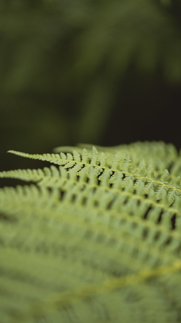 Bokeh // 7 by Dylan James Lockard