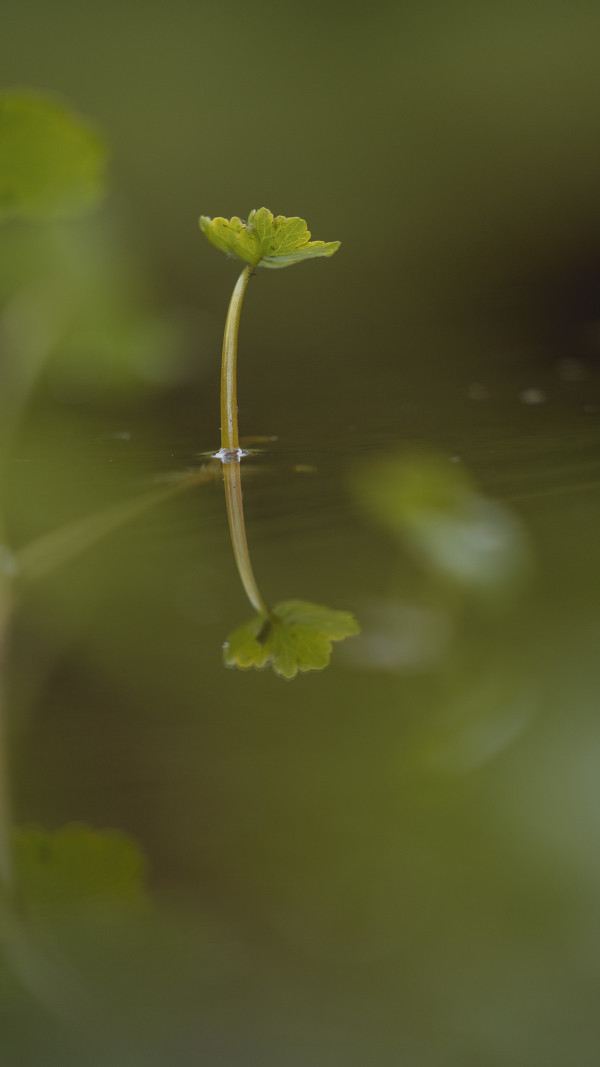 Bokeh // 4 by Dylan James Lockard