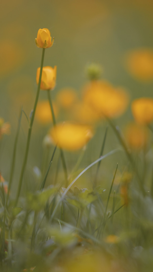 Bokeh // 2 by Dylan James Lockard