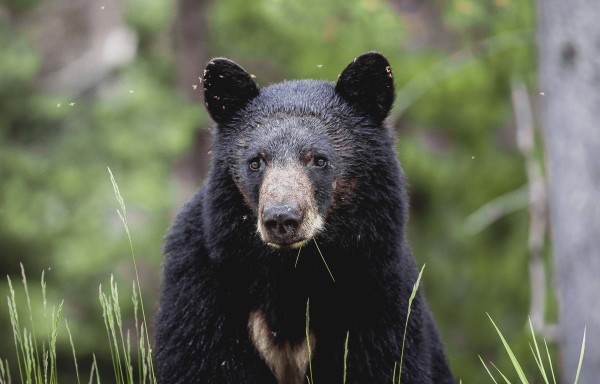 Life // 2 by Dylan James Lockard