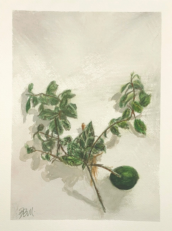 Old Lime by Ben Bull