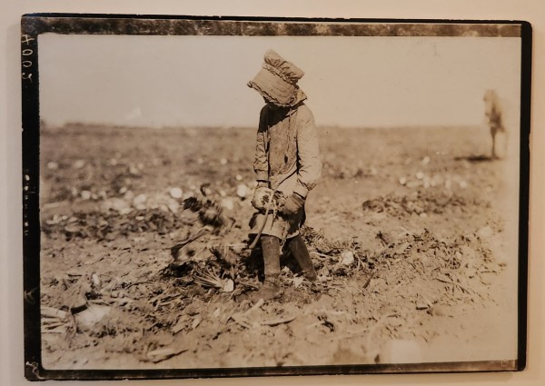 Eight Year Old Girl Topping Beets, 1915 by Lewis Hine