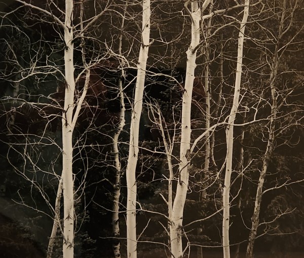 Aspen Trees by John Sexton