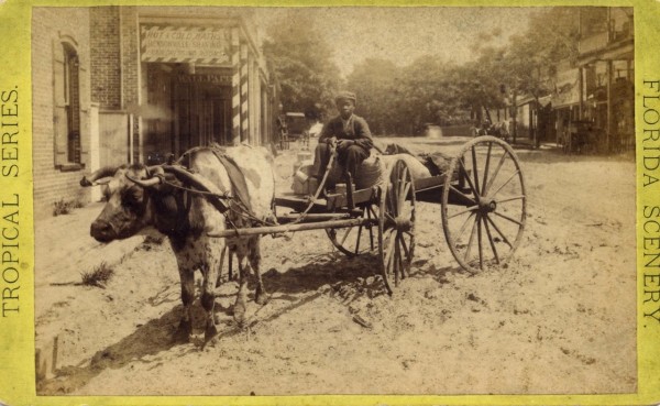 "Florida Scenery:" Boy managing oxcart