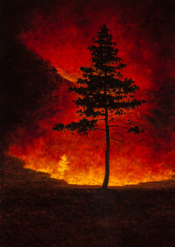 Fire and Pine by Jeff Aeling