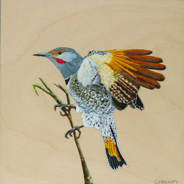 Northern Flicker by Cecilia Keilty