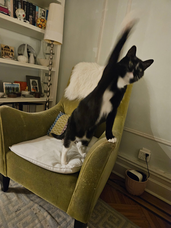 More cats by Ellen Frank