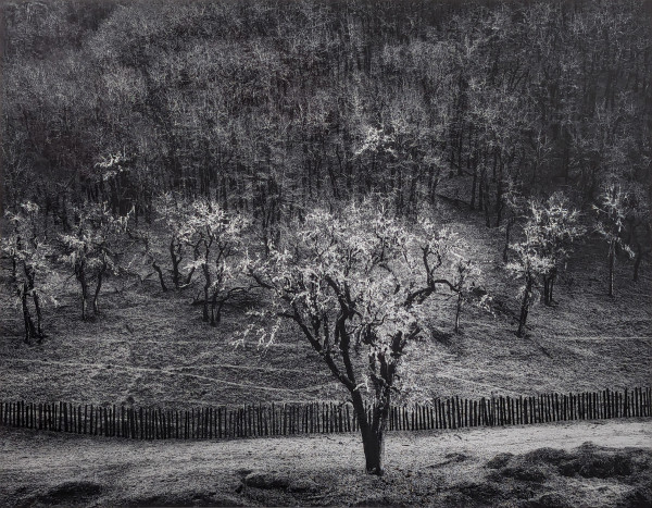 Oak Tree, Rain, Sonoma County, California by Ansel Adams