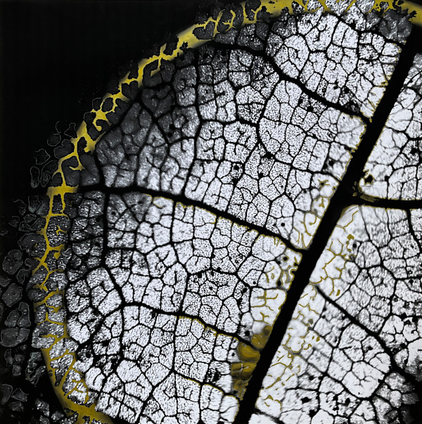 Lumières I by Brindusa Burrows, Image 1.