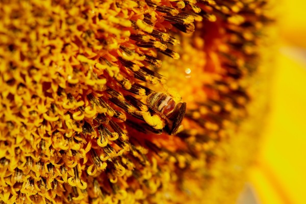 The Busy Bee in the Sunflower by Hisham Assaad