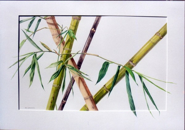 Bamboo 1 by Jan Lawnikanis