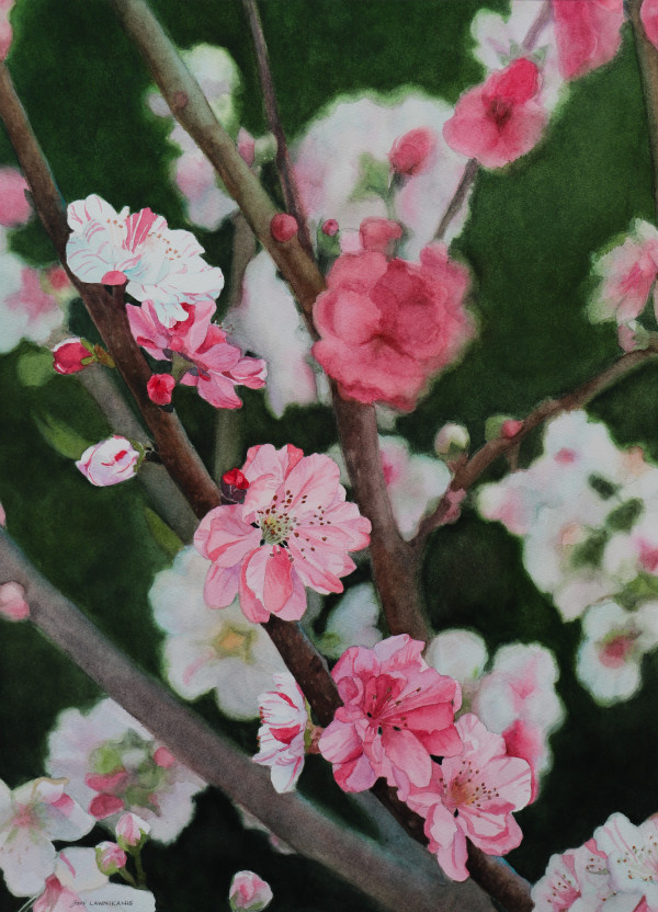 Blossom Time by Jan Lawnikanis