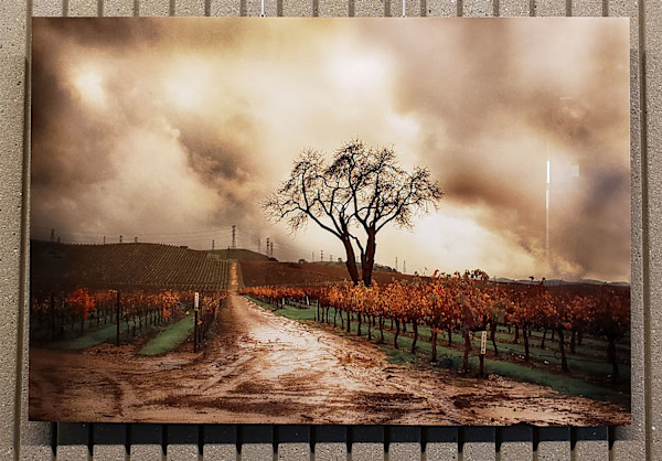 Golden Sunset by Stephanie Guilin