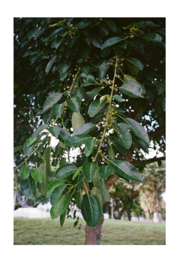 CCI Fellowship WIP 02 2023 by Farihah Aliyah Shah