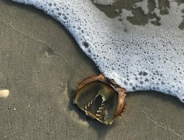 Horseshoe Crab Chitin - Outer Banks, North Carolina by Andrea Harrison