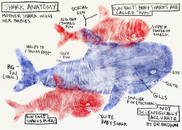 Shark Anatomy 鯊魚解剖學
