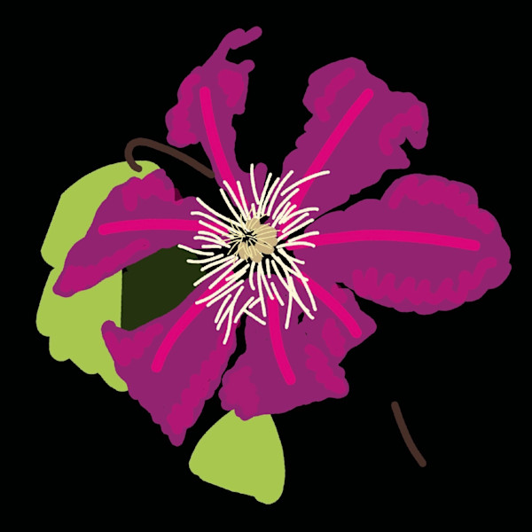 Clematis by Lucie Galvin, Image 1.
