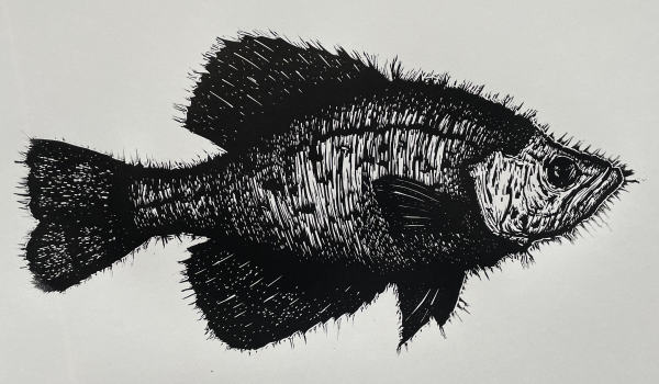 Crappie I by Brady Nichols