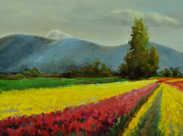 Snowy Mount Baker over Tulips by Rosie Brouse Fine Art