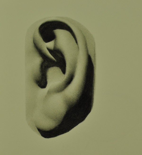 Michelangelo's Ear Study by Rosie Brouse Fine Art