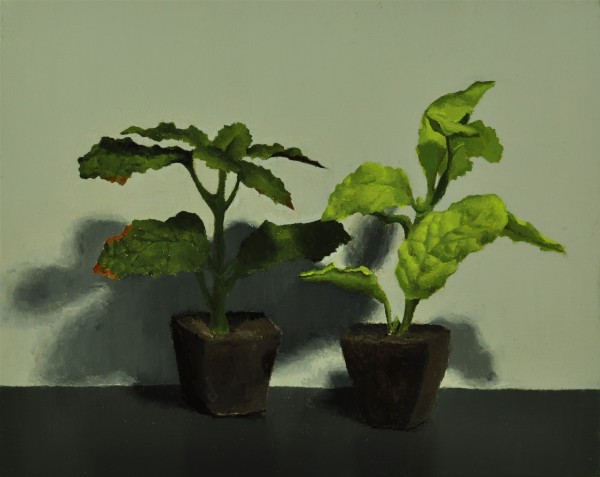 Mint plants Study by Rosie Brouse Fine Art