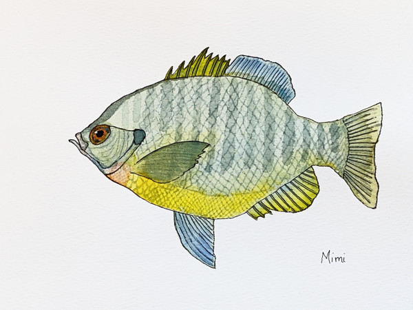 A Fish Out of Water (Bluegill) by Shelley Crouch