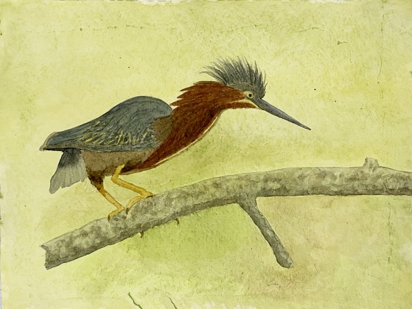 Graceful Hunter (Green Heron) by Shelley Crouch
