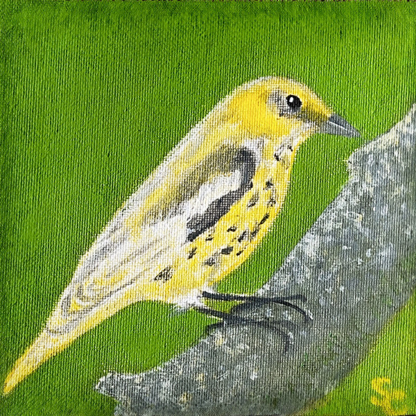 May I Warble? (Cape May Warbler) by Shelley Crouch