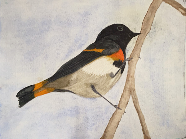 Redstart Headstart      (American Redstart) by Shelley Crouch