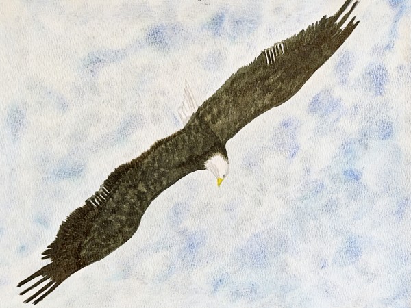 Diving from the Heavens (Bald Eagle) by Shelley Crouch