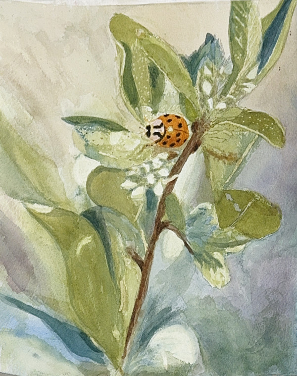 A Delicate Dance by Shelley Crouch
