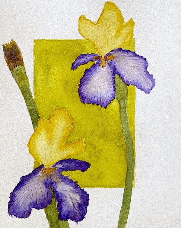 Box of Iris by Shelley Crouch