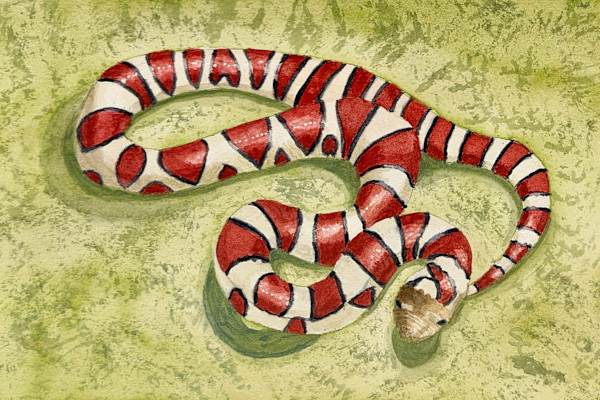 Got Milk? (Eastern Milksnake) by Shelley Crouch