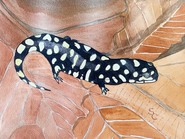 Slick as a Salamander by Shelley Crouch