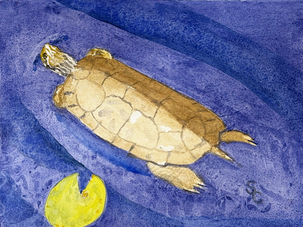 Turtle Cartography by Shelley Crouch