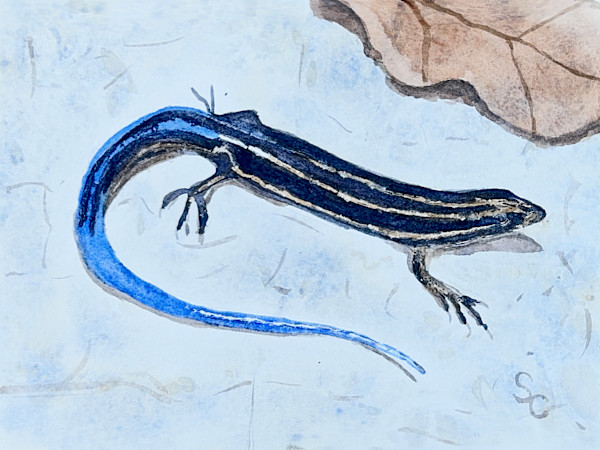 The Blue Streak by Shelley Crouch