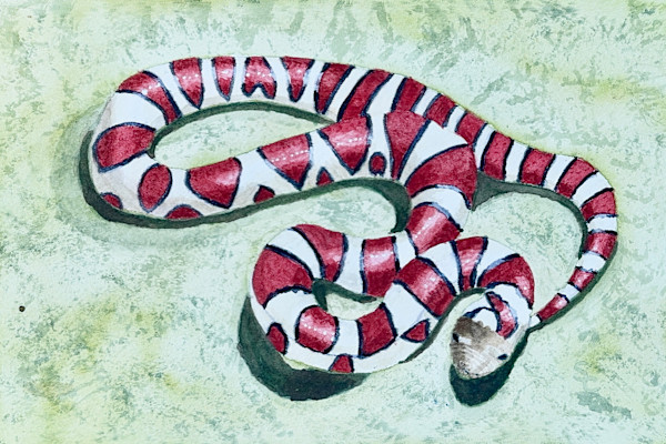 Got Milk? (Eastern Milksnake) by Shelley Crouch