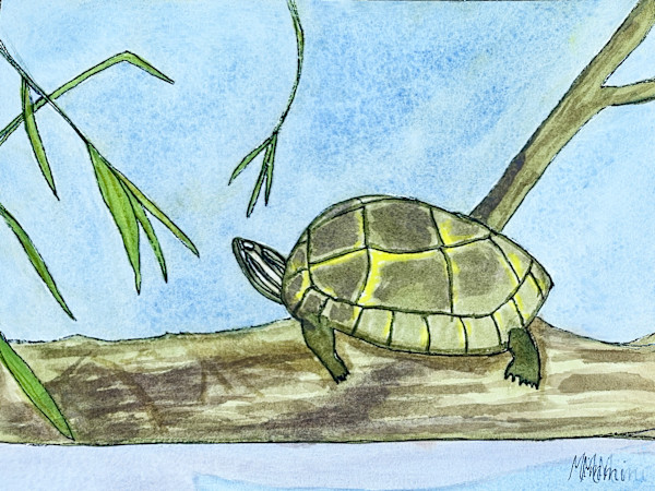 Turtle by Shelley Crouch